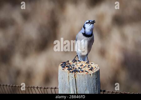 Blue Jay (Cyanocitta Cristata) sitzt auf einem Pfosten Stockfoto