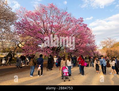 Japanische Familien und Freundesgruppen, die im Frühjahr Fotos im Gyoen Park, Tokio, Japan machen. Kirschbaum im Frühling in voller Blüte. Stockfoto