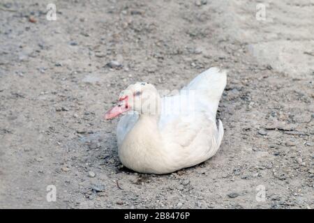 Ente weiße, muskovige Ente, die auf dem Boden liegt Stockfoto