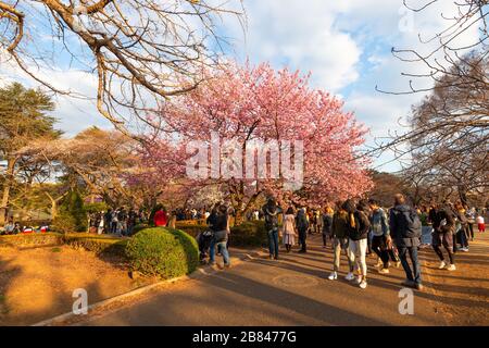 Japanische Familien und Freundesgruppen, die im Frühjahr Fotos im Gyoen Park, Tokio, Japan machen. Kirschbaum im Frühling in voller Blüte. Stockfoto