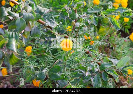 Vollblütige, marigalte Blume auf dem Bauernhof, marigalte Pflanze in der Natur Stockfoto