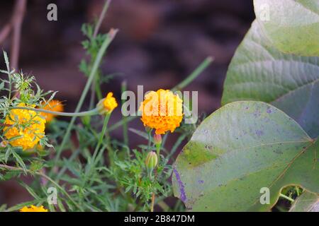 Spitze der marigalten Blume im Garten in Indien, Blume Stockfoto