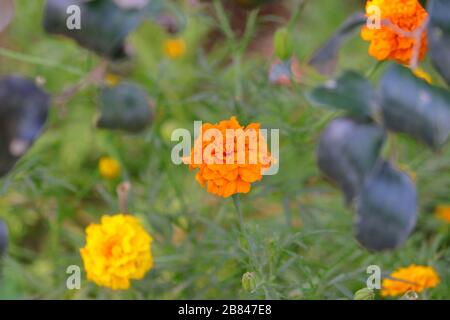 Voll blühende marigalte Blume im Hof oder Garten, gelbe Blume Stockfoto