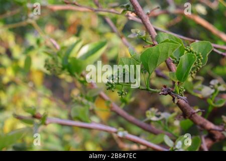 Übliche Namen sind duftende Manjack, snotty Gobbles, Cummingcordia, Leimbeere, Anonang, pinke Perle, Vogel-Linde, indische Kirsche, Booch Stockfoto