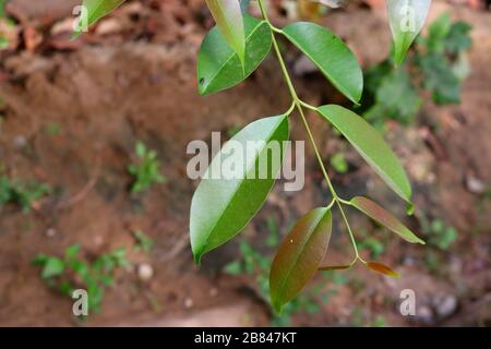 Jambolan Pflaume, Java Pflaume (Syzygium cumini) Stockfoto