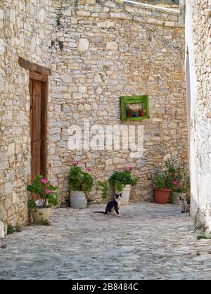 Die schwarz-weiße Katze auf den engen gepflasterten Straßen des Dorfes Pano Lefkara. Larnaca District. Zypern Stockfoto