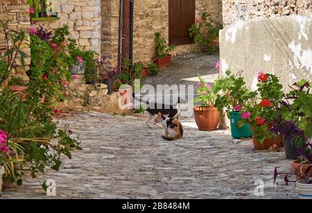 Die schwarz-weißen und Calico-Katzen auf den engen gepflasterten Straßen des Dorfes Pano Lefkara. Larnaca District. Zypern Stockfoto