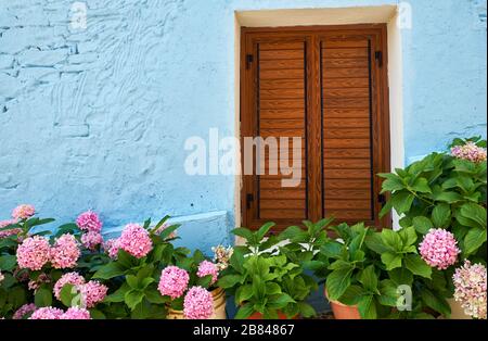 Der Blick auf die blühende Hortensia vor der blauen Wand des alten Hauses mit braunem Fenster. Pano Lefkara Dorf. Zypern Stockfoto