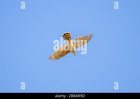 Junge, nordgoshawk (Accipiter gentilis) fliegen Stockfoto