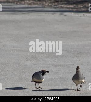 Tiere, die soziale Distanzierung praktizieren Stockfoto