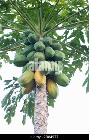 Haufen Papayafrucht auf dem Baum isoliert auf weißem Grund Stockfoto