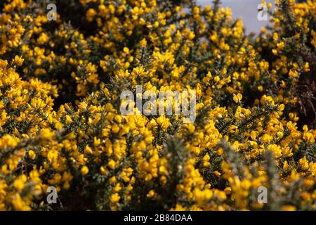 Der Gelbe blühende Gorse an der Küste Stockfoto