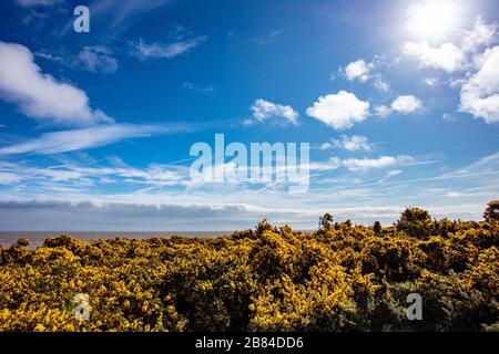 Der Gelbe blühende Gorse an der Küste Stockfoto