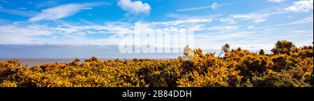 Der Gelbe blühende Gorse an der Küste Stockfoto