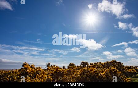 Der Gelbe blühende Gorse an der Küste Stockfoto