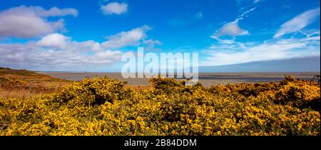 Der Gelbe blühende Gorse an der Küste Stockfoto