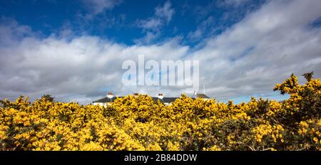 Der Gelbe blühende Gorse an der Küste Stockfoto