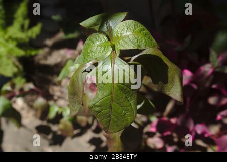 Iresine herbstii Aureoreticulata auch bekannt als: Beefsteak-Pflanze, Blutblatt, Hühnergizzard. Stockfoto