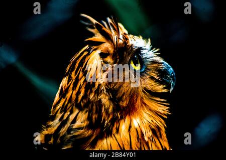 Ketupa Ketupu (Buffy Fish Owl) blickt auf den Himmel Stockfoto