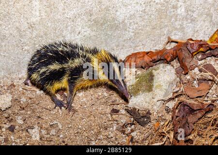 Endemisches Tier streifte Tenrec, Hemicentetes semispinosus, in defensiver Haltung im Regenwald von Masoala, Madagaskar. Tierwelt Stockfoto