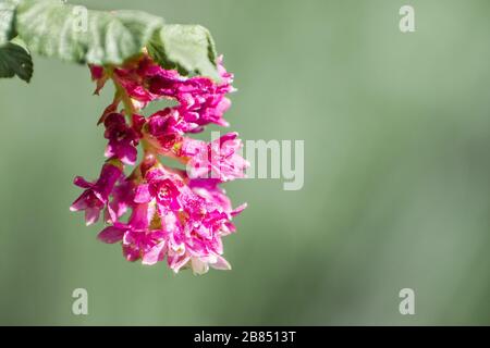 Nahaufnahme von Ribes Malvaceum (Chaparral Currant), San Francisco Bay Area, Kalifornien Stockfoto