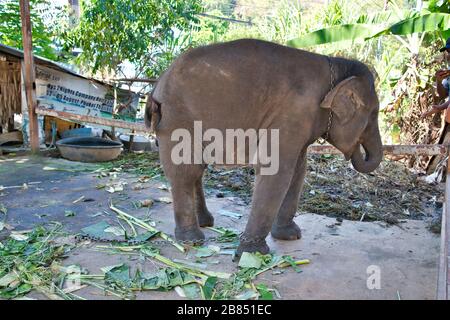 Baby-Elefant Füttern - Phuket, Tailand Stockfoto