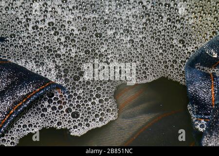 Jeans blau dunkel in Schwammwäsche und nass in Schwammwasser schmutzig schwarz, farbige Jeanskleidung Stockfoto