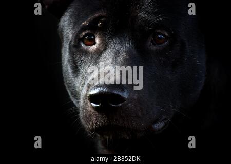 Hund, Gesicht des schwarzen Hundes, trauriger Hund (Nahaufnahme) Stockfoto