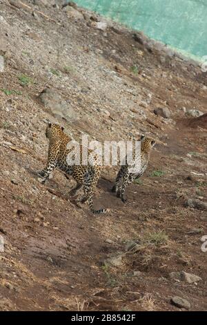 Zwei Leoparden im Wald von Gujarat Gir Wandern Stockfoto