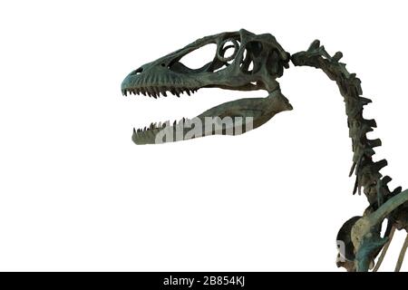 Fossil des schädels von velociptor isoliert auf weißem Grund. Skelett des Dinosauriers. Velociptor ist ein fleischfressendes Dinosaurier, das in der kreidezeit lebt. Stockfoto