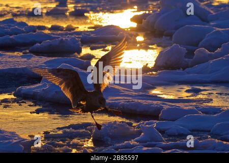 Möwe im Flug, im Morgengrauen, im Meereis. Hokkaido Stockfoto