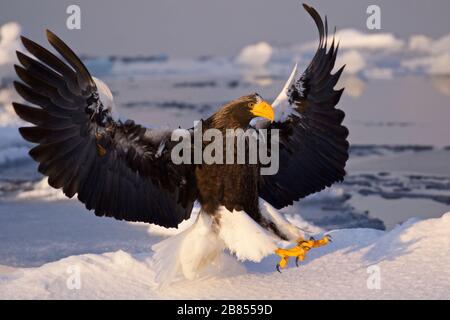 Steller's Eagle im Flug auf der Halbinsel Shiretoko, Hokkaido, Japan Stockfoto