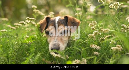 Kleine alte Jack Russell Terrier Hund sitzt in einer blühenden Wiese mit hohem Gras. Bracke ist 13 Jahre alt. Stockfoto