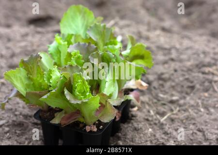 Salat in Torftöpfen, schwarze Plastikbecher auf gepflügtem Land. Babypflanzen säen. Pflanzen im Frühjahr. Gartenbau und Koltivierung, s. Stockfoto