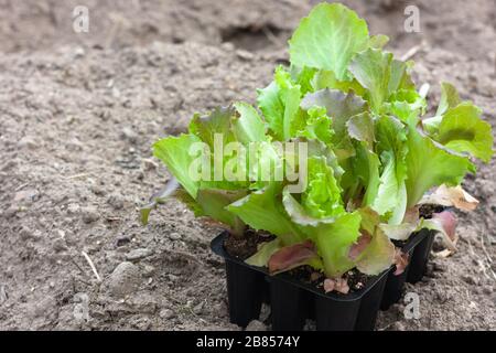 Salat in Torftöpfen, schwarze Plastikbecher auf gepflügtem Land. Babypflanzen säen. Pflanzen im Frühjahr. Gartenbau und Koltivierung, s. Stockfoto