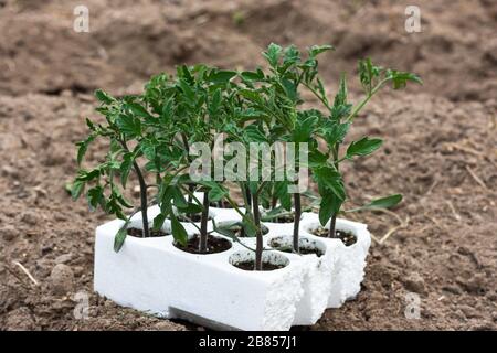 Sämlinge aus Tomaten in Torftöpfen, weiße Plastikbecher auf einem gepflügten Land. Babypflanzen säen. Pflanzen im Frühjahr. Gartenbau und Koltivierung, sp Stockfoto