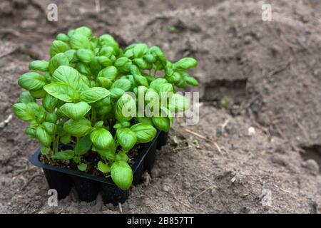 Sämlinge aus Basilikum in Torftöpfen, weiße Plastikbecher auf einem gepflügten Land. Babypflanzen säen. Pflanzen im Frühjahr. Gartenbau und Koltivierung, spr Stockfoto
