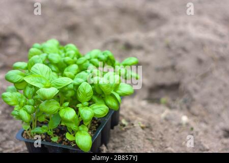 Sämlinge aus Basilikum in Torftöpfen, weiße Plastikbecher auf einem gepflügten Land. Babypflanzen säen. Pflanzen im Frühjahr. Gartenbau und Koltivierung, spr Stockfoto