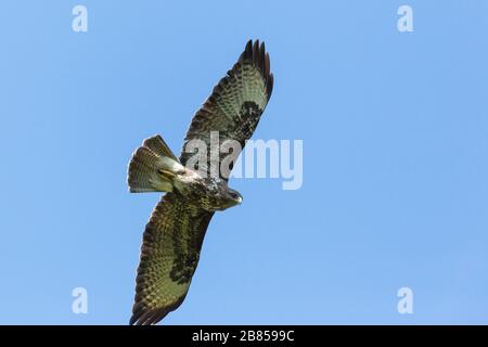 Nahaufnahme gemeinsamer Bussard (Buteo Buteo) im Flug, ausgebreitete Flügel, blauer Himmel Stockfoto