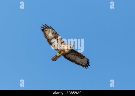 Ein gewöhnlicher Bussardvogel (Buteo Buteo) auf dem Flug in blauem Himmel Stockfoto