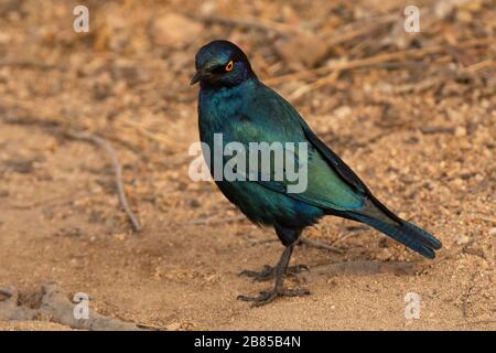 Cape glänzend starrend, Lamprotornis nickt im Kruger National Park, Südafrika Stockfoto