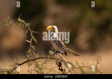 Südgelb verrechnete Hornbill, Tockus leucomelas, Kruger National Park, Südafrika Stockfoto