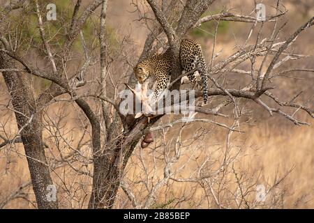 Leopard mit Pray, Panthera pardus, Kruger National Park, Südafrika Stockfoto