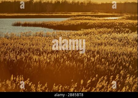 Die Sonne untergeht über den Teichen, die mit Schilf überwuchert sind Stockfoto