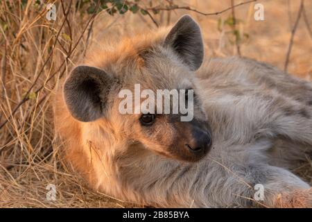 Hyena, Crocuta Crocuta, Kruger National Park, Südafrika Stockfoto