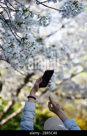 Jinan, Chinas Shandong-Provinz. März 2020. Ein Tourist fotografiert Blumen im Wulongtan Park in Jinan, der ostchinesischen Provinz Shandong, am 19. März 2020. Credit: Wang Kai/Xinhua/Alamy Live News Stockfoto