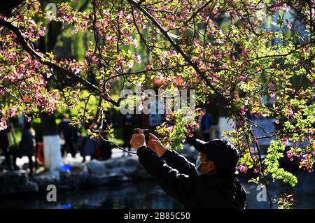 Jinan, Chinas Shandong-Provinz. März 2020. Ein Tourist fotografiert Blumen im Wulongtan Park in Jinan, der ostchinesischen Provinz Shandong, am 19. März 2020. Credit: Wang Kai/Xinhua/Alamy Live News Stockfoto