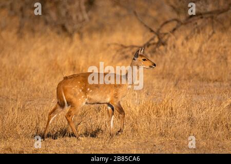 Gewöhnlicher Duiker, auch bekannt als Grauer oder Buschduiker, Sylvicapra grimmia, Kruger National Park, Südafrika Stockfoto