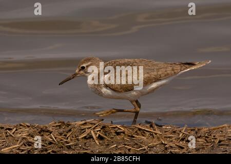 Gemeinsamer Sandpiper, Actitis hypoleucos, Kruger National Park, Südafrika Stockfoto