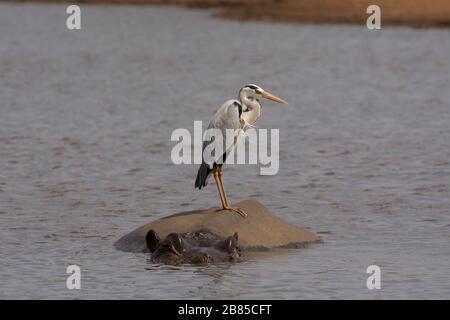 Graureiher, Ardea cinerea sitzt auf dem Hippopotamus. Kruger National Park, Südafrika Stockfoto
